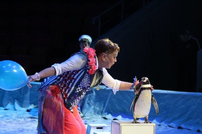 Кенгуру-боксер и дрессированные пингвины выступают на арене Нижегородского цирка - фото 1