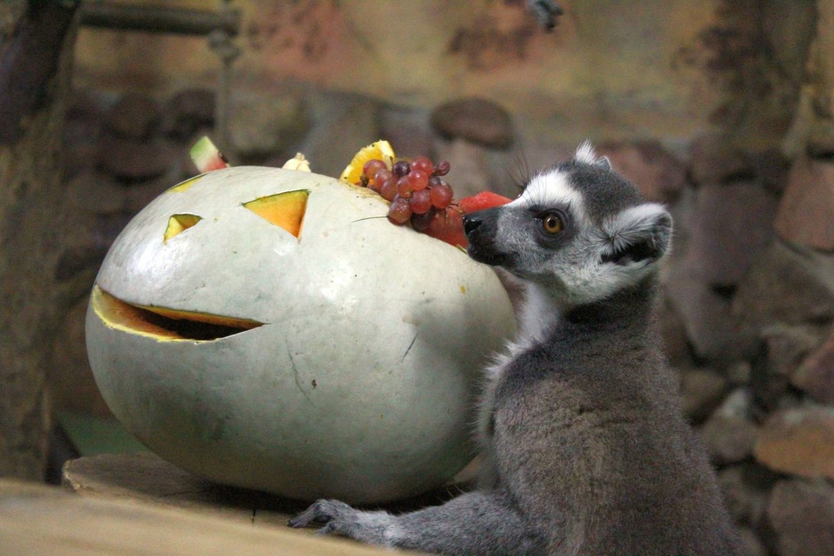 Всем по тыкве: обитатели нижегородского зоопарка отметили Хэллоуин - фото 3