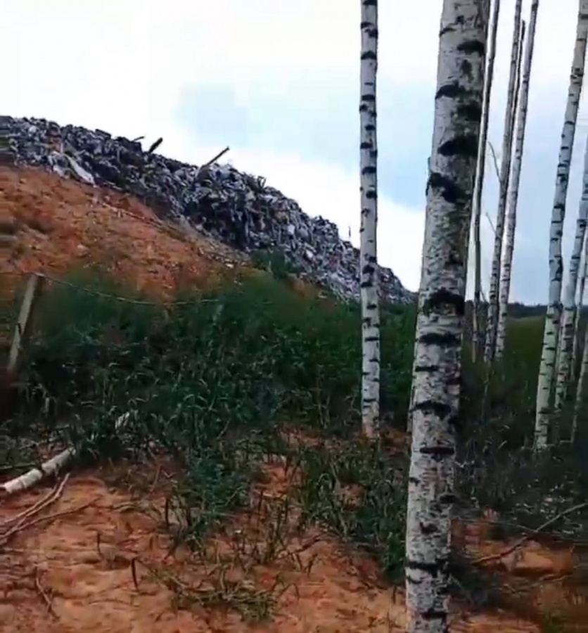 Нижегородцы пожаловались Бастрыкину на экологическую катастрофу в лесу