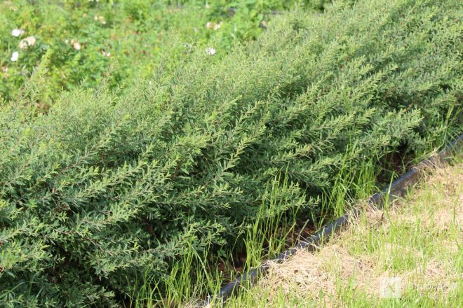 Благоустройство &ndash;  2025: смотрим, как меняются пространства в районах Нижнего Новгорода - фото 11