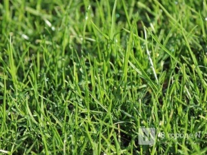 Зеленый газон появится на месте Шуваловской свалки
