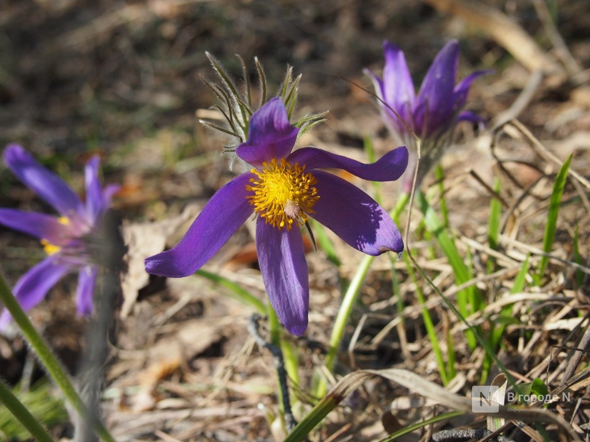 До +17&deg;С разогреет в Нижнем Новгороде 4 апреля - фото 1