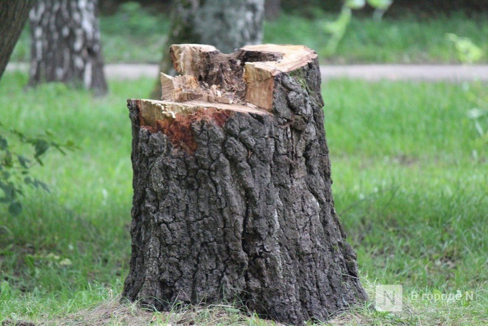 Более 100 тысяч рублей за срубленные деревья заплатил житель Выксы - фото 1