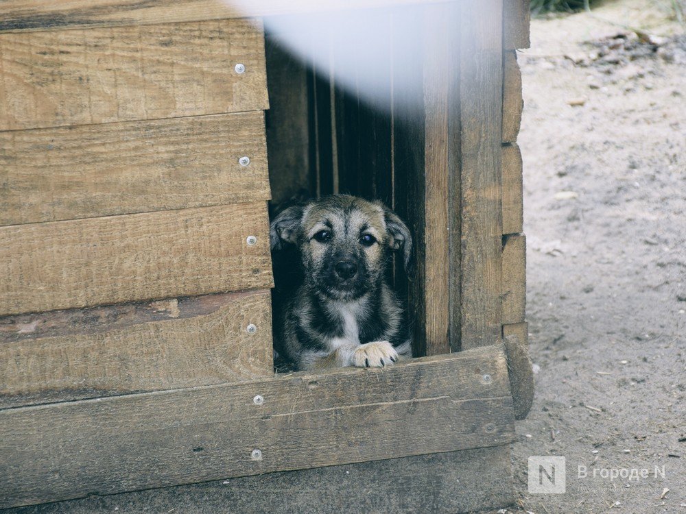 Хозяйку &laquo;концлагеря для собак&raquo; в Семеновском районе признали невменяемой - фото 1