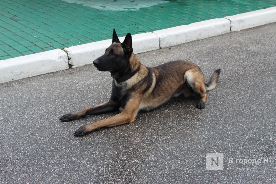 Четвероногие коллеги: как проходят будни нижегородских служебных собак - фото 9
