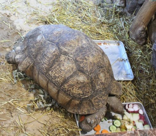 Детки в объективе: показываем милых малышей, которые родились в нижегородском зоопарке «Лимпопо» - фото 67
