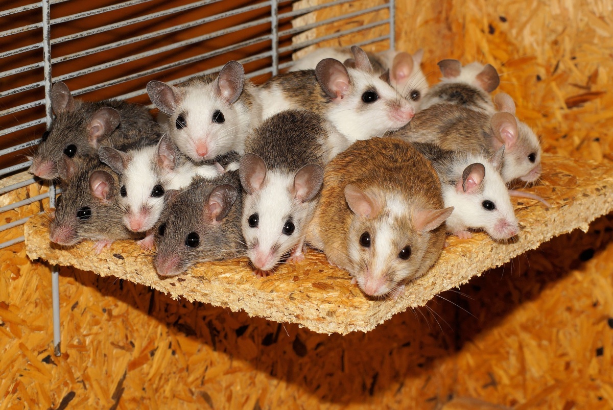 Мыши мастомисы
