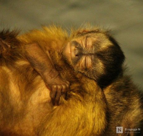 Детки в объективе: показываем милых малышей, которые родились в нижегородском зоопарке «Лимпопо» - фото 39