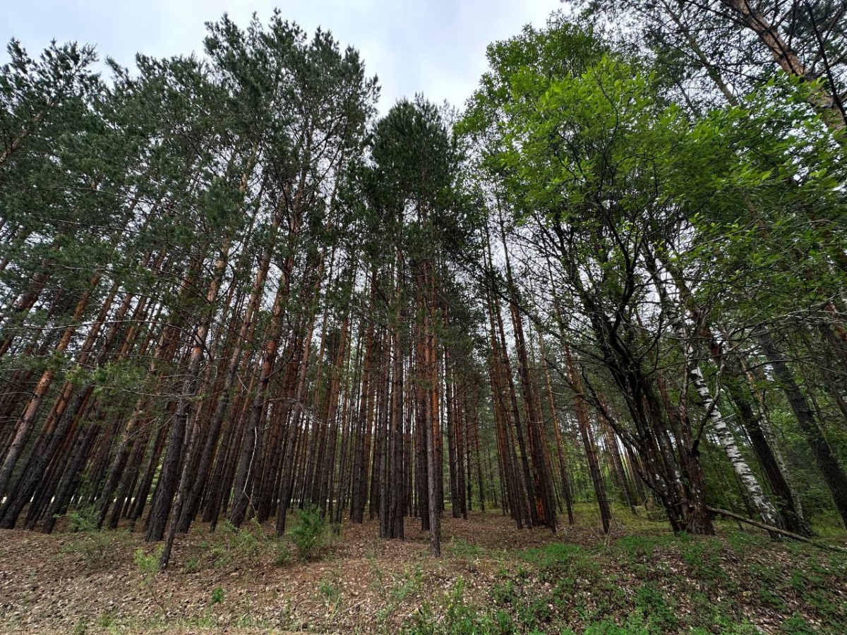 Лес горит в Керженском заповеднике под Нижним Новгородом - фото 1