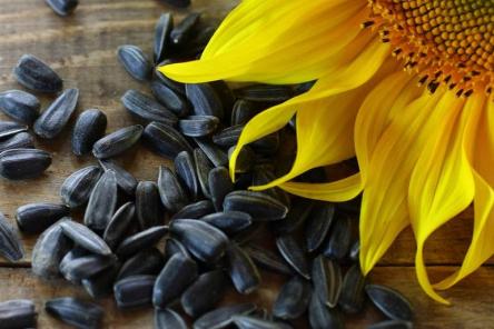 Пять причин, почему вы должны есть семечки чаще