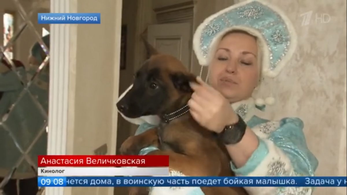 Первый канал рассказал о подготовке собак для работы в зоне СВО в Нижегородской области - фото 2
