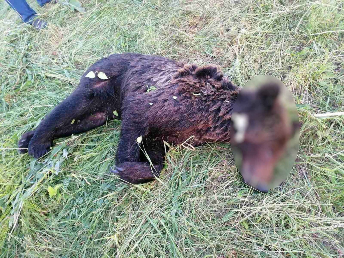 Уголовное дело возбуждено в Нижегородской области из-за незаконной охоты на медведя - фото 1