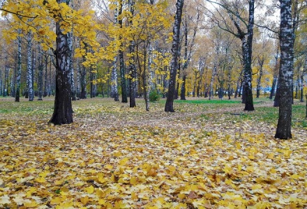 Благоустройство парка Пушкина - нижегородцы рассказали, каким хотят видеть парк Пушкина