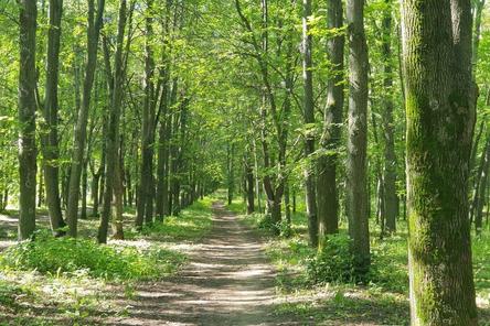 Более сотни деревьев парка &laquo;Швейцария&raquo; может убить благоустройство