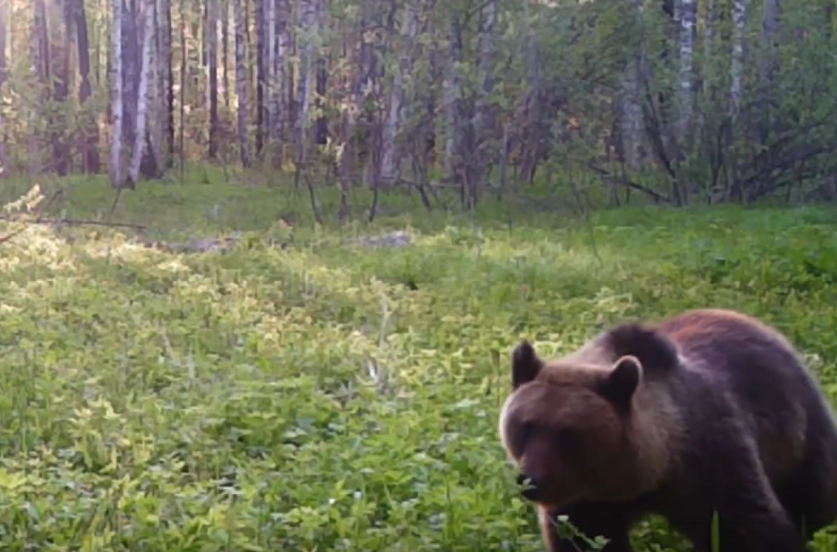 Нижегородцев предупредили о медведях в лесах на Бору - фото 1