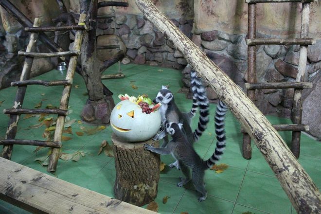 Всем по тыкве: обитатели нижегородского зоопарка отметили Хэллоуин - фото 40