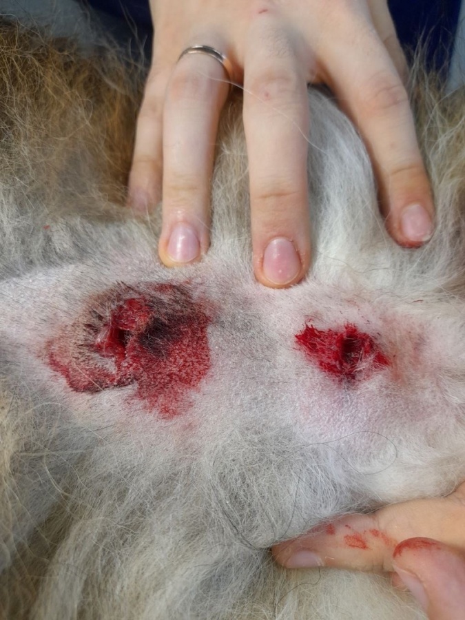 Несколько собак пострадали от нападения рыжего кобеля на Щелоковском хуторе - фото 2