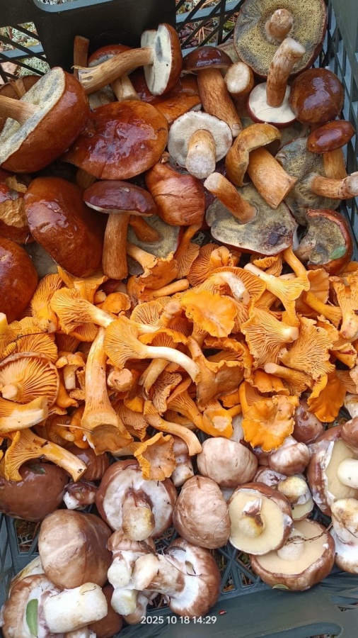 Нижегородцы рассказали, какие грибы собирают в лесу в конце октября - фото 2