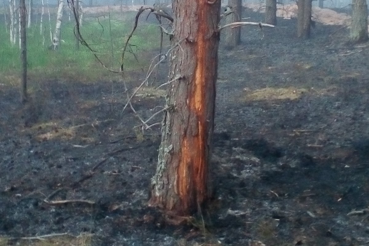 Лесники показали фото пораженного молнией дерева в Керженском заповеднике - фото 2