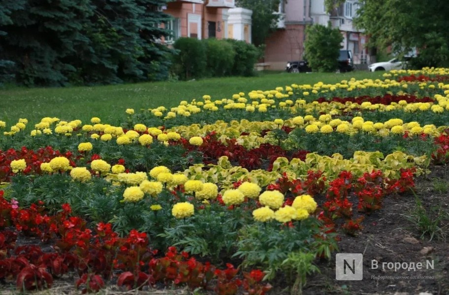 Нижегородский эксперт: грамотное озеленение повышает класс жилья - фото 1