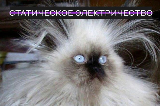 Нижегородские ученые объяснили физические явления с помощью кошек - фото 6