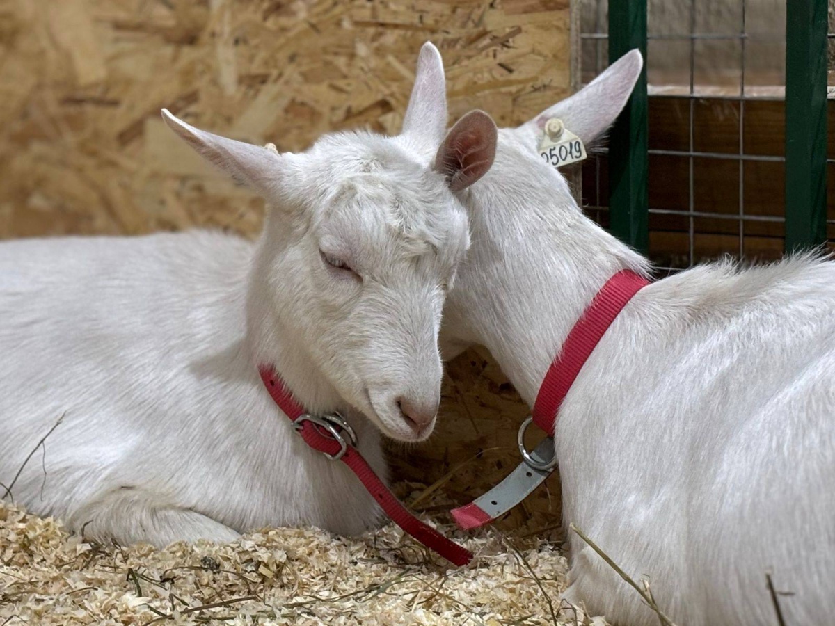 Более 40 нижегородских предприятий приняли участие в выставке &laquo;Золотая осень&raquo; - фото 1
