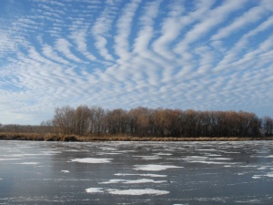 Краснокнижных выхухолей обнаружили в Нижегородской области
