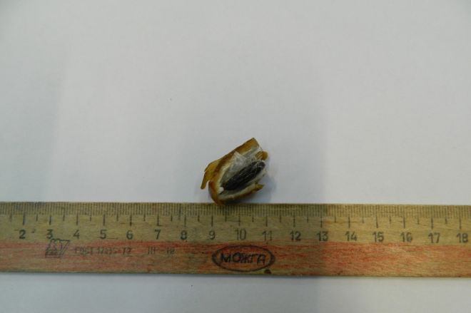 Партию фиников с наркотиками внутри накрыли в СИЗО Нижнего Новгорода - фото 2