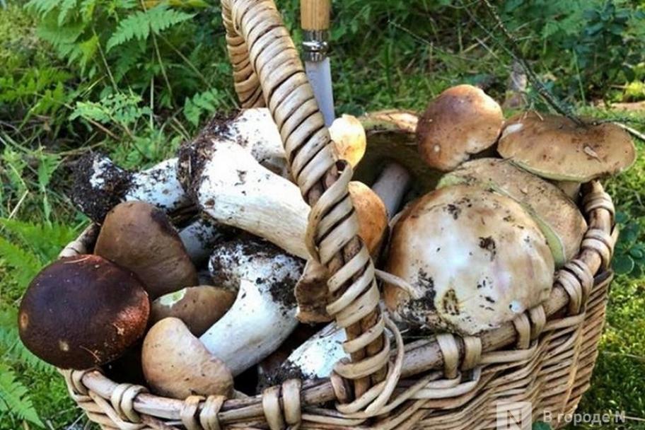 Где нижегородцы находят больше всего белых грибов: список мест