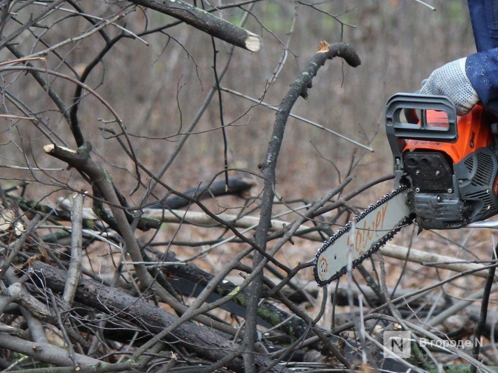 Борский браконьер нарубил деревьев на 200 тысяч рублей