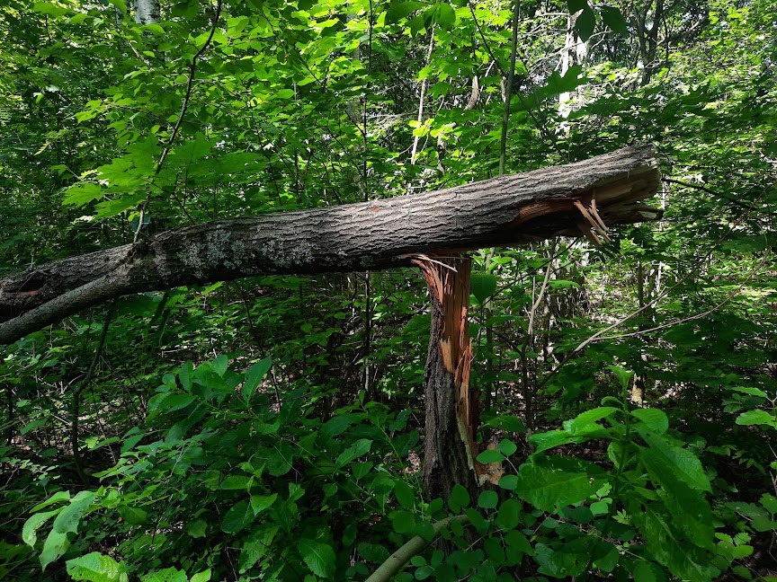 Обследование деревьев провели в Дендропарке имени Ильяшевича в Дзержинске - фото 1