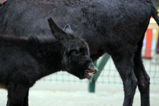 Опубликованы милые фото зверей, родившихся в нижегородском «Лимпопо» - фото 5