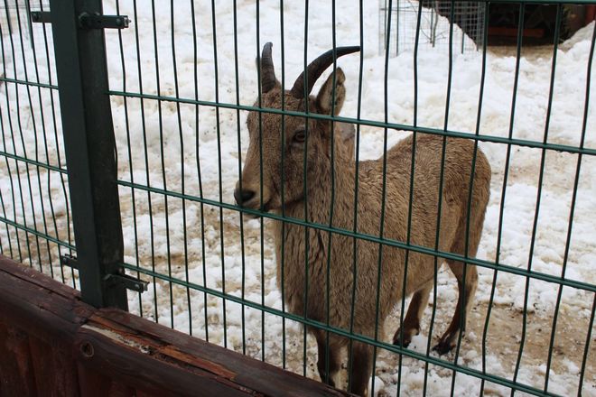 Звериная Масленица: обитателей нижегородского зоопарка угостили блинами - фото 14