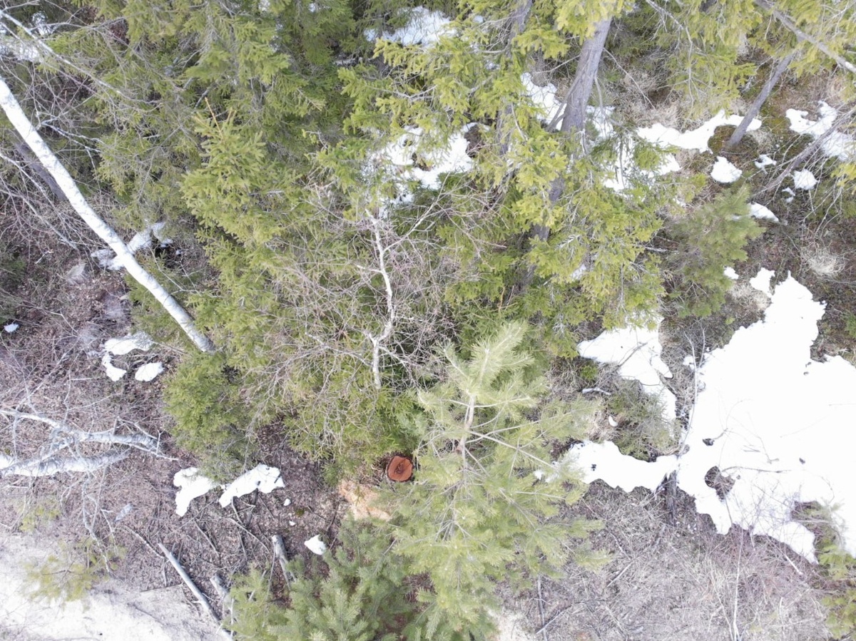 Незаконную рубку в Выксунском лесничестве заметили с помощью квадрокоптера - фото 1