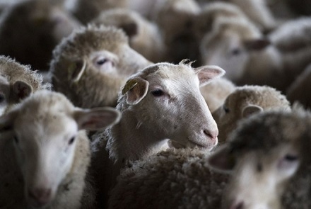 В Нижегородской области будут поддерживать овцеводство и козоводство
