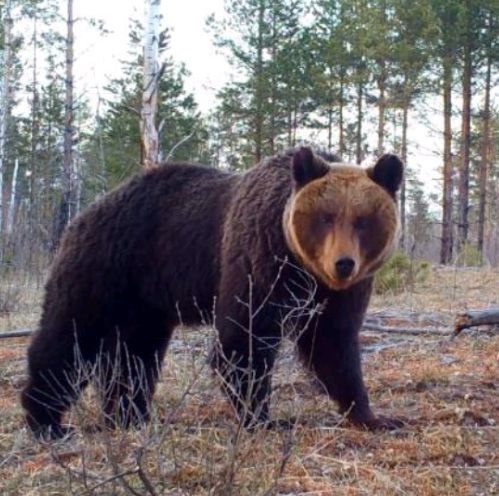 Нижегородцы рискуют встретить медведей у трупов животных в лесу - фото 1