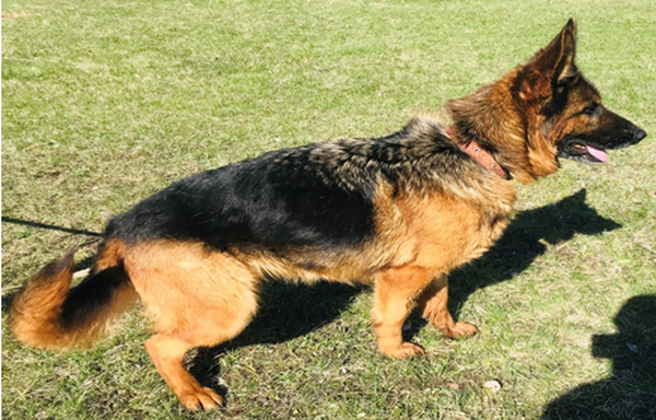 Новых хозяев ищут для служебных собак-пенсионеров в Нижегородской области - фото 2