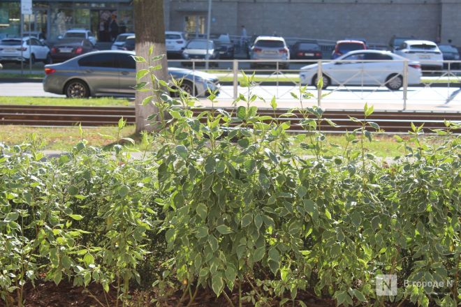 Благоустройство площади у Автозаводского универмага завершено в Нижнем Новгороде - фото 57