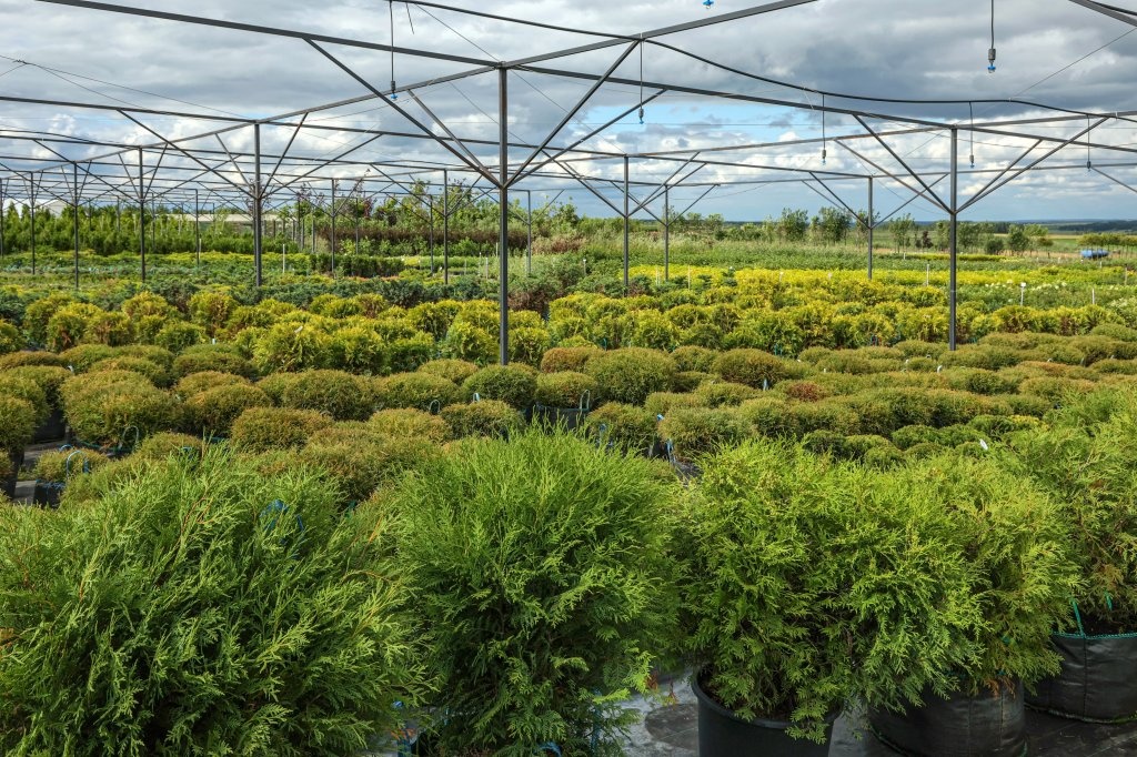 Тур в крупнейший нижегородский питомник растений организуют для застройщиков - фото 1