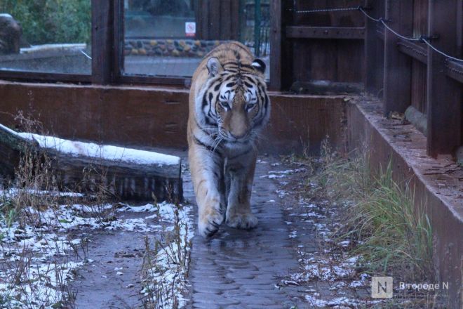 Фоторепортаж из &laquo;Лимпопо&raquo;: как животные подготовились к зиме в нижегородском зоопарке - фото 27