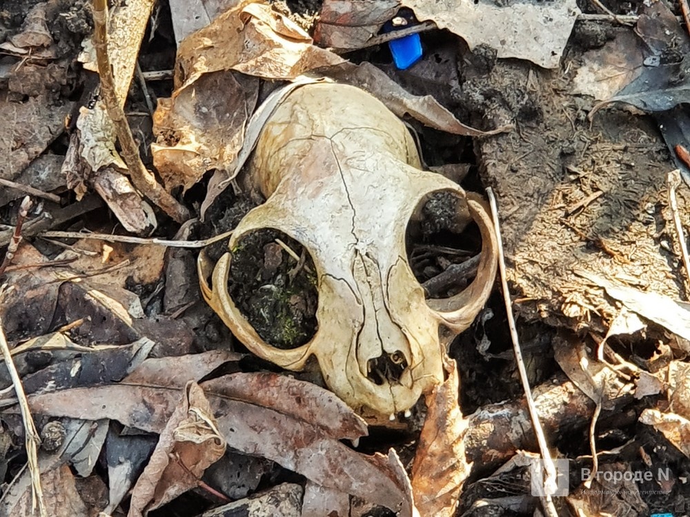 Нижегородцы жалуются на трупный запах от незаконного скотомогильника  - фото 1