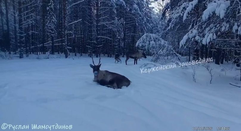Нижегородцам показали милые фото северных оленей из Керженского заповедника - фото 3