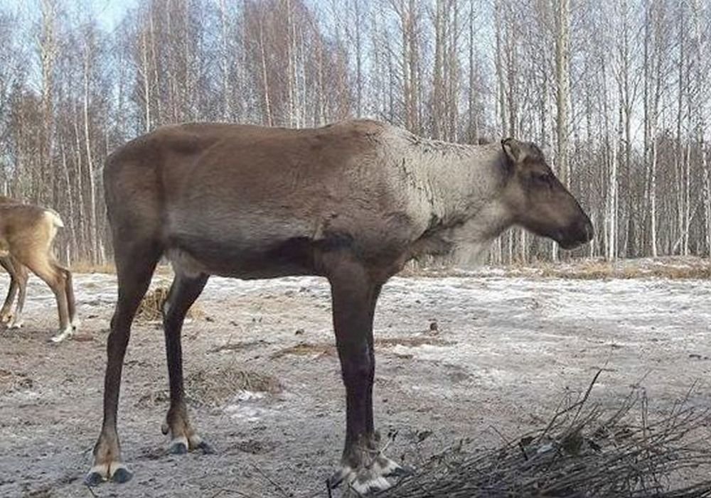 Красавчик опередил Игната по сбросу рогов в Керженском заповеднике