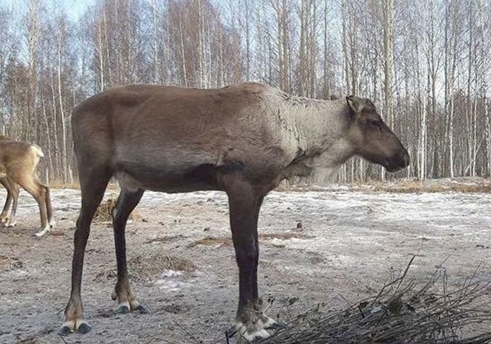 Красавчик опередил Игната по сбросу рогов в Керженском заповеднике - фото 1