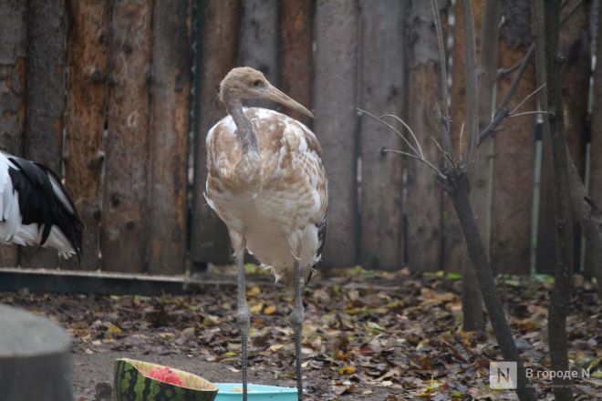 Детки в объективе: показываем милых малышей, которые родились в нижегородском зоопарке «Лимпопо» - фото 19