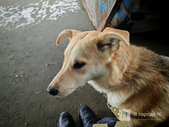 Брошенные человеком. Трогательный репортаж из приюта для бездомных животных в Нижнем Новгороде - фото 33