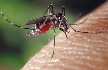 5 запахов, от которых комары сразу летят прочь